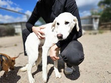 WILLY, Hund, Labrador-Mix in Italien - Bild 2