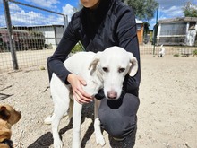 WILLY, Hund, Labrador-Mix in Italien - Bild 3