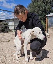 WILLY, Hund, Labrador-Mix in Italien - Bild 4