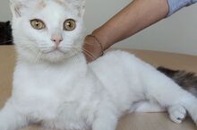 HADA, Katze, Europäisch Kurzhaar in Spanien - Bild 10
