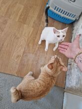 HADA, Katze, Europäisch Kurzhaar in Spanien - Bild 11
