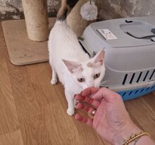 HADA, Katze, Europäisch Kurzhaar in Spanien - Bild 13