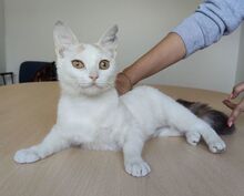 HADA, Katze, Europäisch Kurzhaar in Spanien - Bild 2