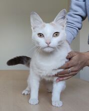 HADA, Katze, Europäisch Kurzhaar in Spanien - Bild 3
