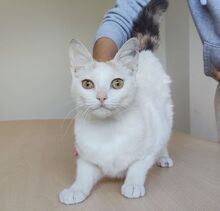 HADA, Katze, Europäisch Kurzhaar in Spanien - Bild 4