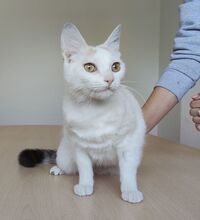 HADA, Katze, Europäisch Kurzhaar in Spanien - Bild 5
