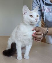 HADA, Katze, Europäisch Kurzhaar in Spanien - Bild 6