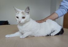 HADA, Katze, Europäisch Kurzhaar in Spanien - Bild 7