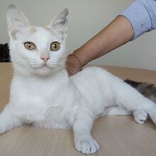 HADA, Katze, Europäisch Kurzhaar in Spanien - Bild 9