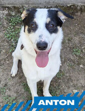 ANTON, Hund, Herdenschutzhund-Mix in Westhofen - Bild 1