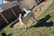 ANTON, Hund, Herdenschutzhund-Mix in Westhofen - Bild 2