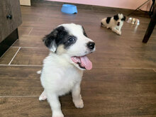 ANTON, Hund, Herdenschutzhund-Mix in Westhofen - Bild 6