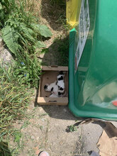 ANTON, Hund, Herdenschutzhund-Mix in Westhofen - Bild 7