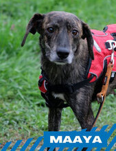 MAAYA, Hund, Mischlingshund in Berlin - Bild 1