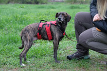 MAAYA, Hund, Mischlingshund in Berlin - Bild 2