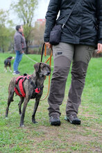 MAAYA, Hund, Mischlingshund in Berlin - Bild 3