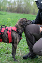 MAAYA, Hund, Mischlingshund in Berlin - Bild 4