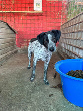 PHILLIP, Hund, Mischlingshund in Rumänien - Bild 6