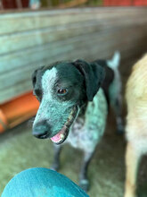 PHILLIP, Hund, Mischlingshund in Rumänien - Bild 7