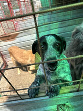 PHILLIP, Hund, Mischlingshund in Rumänien - Bild 8