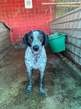 PHILLIP, Hund, Mischlingshund in Rumänien - Bild 9