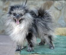 APOLO, Hund, Kleinspitz in Moers - Bild 2