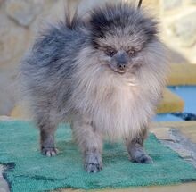 APOLO, Hund, Kleinspitz in Moers - Bild 3
