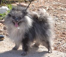 APOLO, Hund, Kleinspitz in Moers - Bild 4
