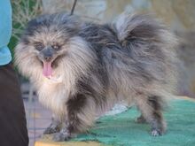 APOLO, Hund, Kleinspitz in Moers - Bild 5