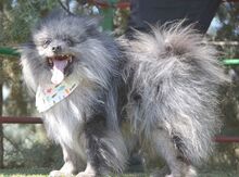 APOLO, Hund, Kleinspitz in Moers - Bild 6