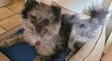 APOLO, Hund, Kleinspitz in Moers - Bild 7