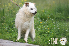 BENE, Hund, Podengo Portugues-Mix in Portugal - Bild 1