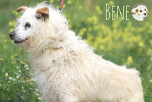 BENE, Hund, Podengo Portugues-Mix in Portugal - Bild 2