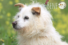 BENE, Hund, Podengo Portugues-Mix in Portugal - Bild 3