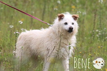 BENE, Hund, Podengo Portugues-Mix in Portugal - Bild 4