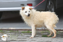 BENE, Hund, Podengo Portugues-Mix in Portugal - Bild 5