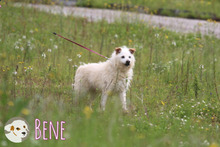 BENE, Hund, Podengo Portugues-Mix in Portugal - Bild 6