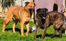LUA, Hund, Mischlingshund in Portugal - Bild 2
