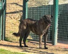 LUA, Hund, Mischlingshund in Portugal - Bild 3