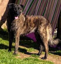 LUA, Hund, Mischlingshund in Portugal - Bild 4