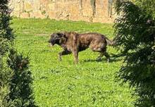 LUA, Hund, Mischlingshund in Portugal - Bild 5