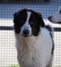 ALMAR, Hund, Mischlingshund in Italien