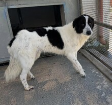 ALMAR, Hund, Mischlingshund in Italien - Bild 10