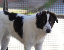 ALMAR, Hund, Mischlingshund in Italien - Bild 2