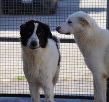 ALMAR, Hund, Mischlingshund in Italien - Bild 5