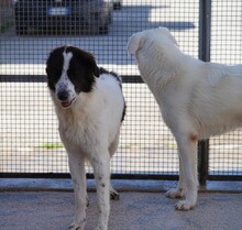 ALMAR, Hund, Mischlingshund in Italien - Bild 6
