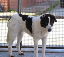 ALMAR, Hund, Mischlingshund in Italien - Bild 7