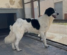 ALMAR, Hund, Mischlingshund in Italien - Bild 8