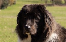 CAP, Hund, Mischlingshund in Oberstenfeld