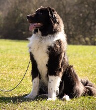 CAP, Hund, Mischlingshund in Oberstenfeld - Bild 2